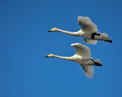 Swan Lake