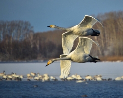 Swan Lake