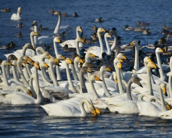 Swan Lake