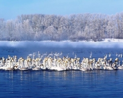 Swan Lake