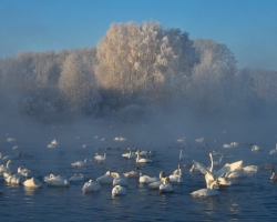 Swan Lake