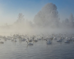 Swan Lake