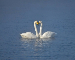 Swan Lake