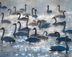 Swan Lake