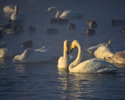 Swan Lake