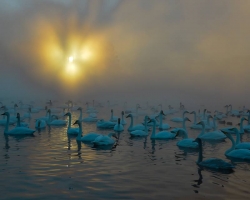 Swan Lake