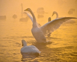 Swan Lake