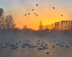 Swan Lake