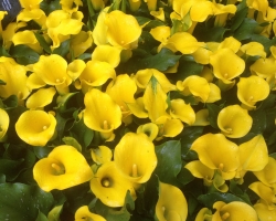 Holland. Janosh. Seminar "From Sexuality to Love to Self" from 22 to 25 April 2016