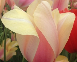 Holland. Janosh. Seminar "From Sexuality to Love to Self" from 22 to 25 April 2016