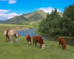 The Uimon Valley and Tungur