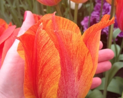 Holland. Janosh. Seminar "From Sexuality to Love to Self" from 22 to 25 April 2016